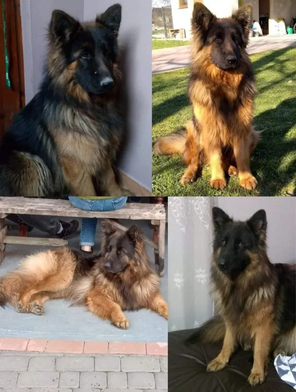 Zaginął pies, Łódź, 25 lipca 2024