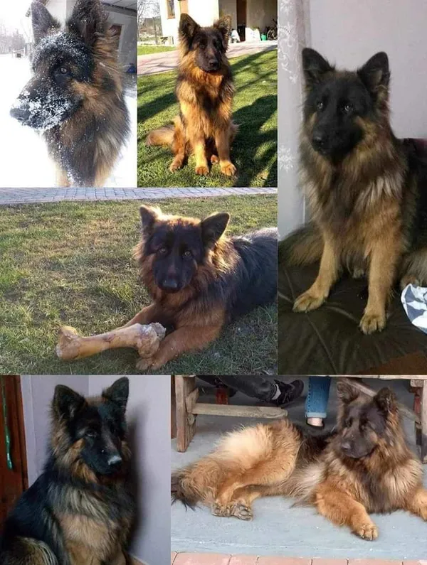 Zaginął pies, Łódź, 25 lipca 2024