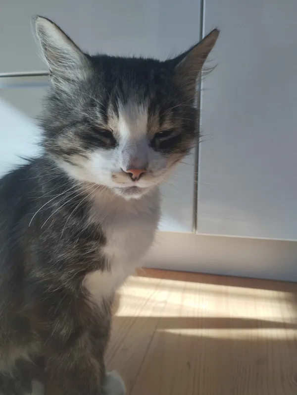 Zaginął kot, Drohojów, 26 lipca 2024 (2/3)