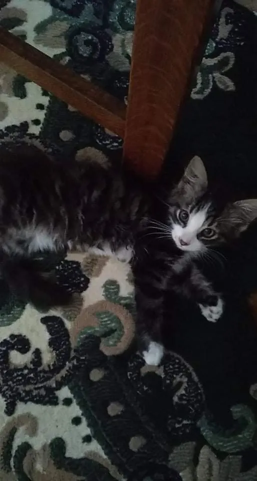 Zaginął kot, Drohojów, 26 lipca 2024 (3/3)