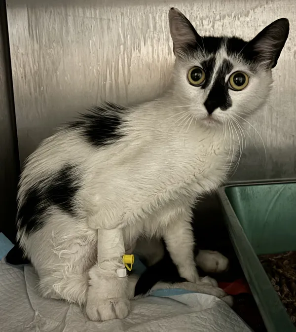 Znaleziono kota, Lublin, 24 lipca 2024