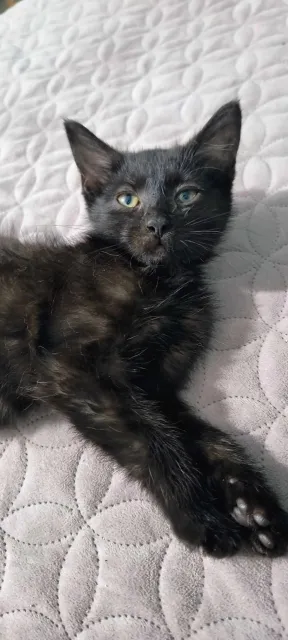 Kot do adopcji, Piła, 12 czerwca 2024 (1/2)