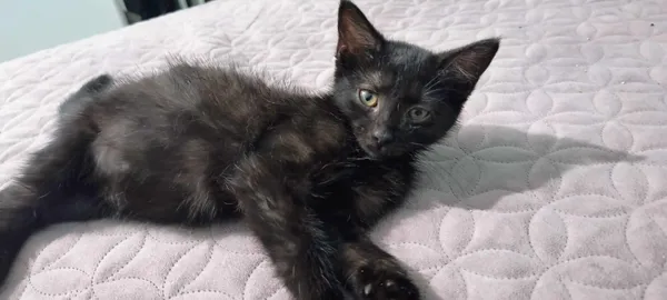 Kot do adopcji, Piła, 12 czerwca 2024 (2/2)