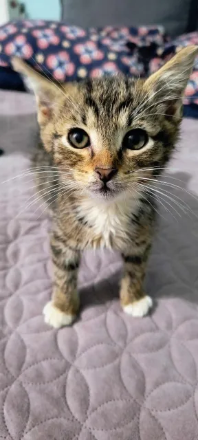 Kot do adopcji, Piła, 12 czerwca 2024 (1/3)