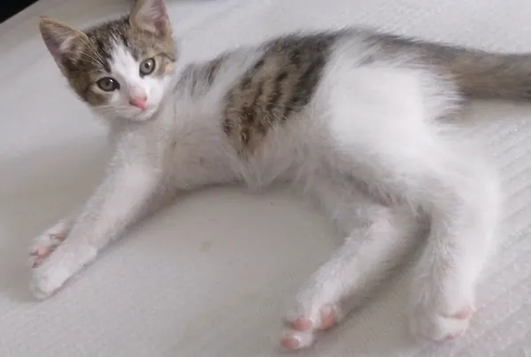 Zaginął kot, Stypułów, 26 lipca 2024 (1/3)