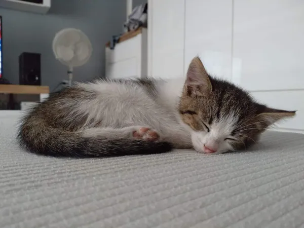 Zaginął kot, Stypułów, 26 lipca 2024 (3/3)