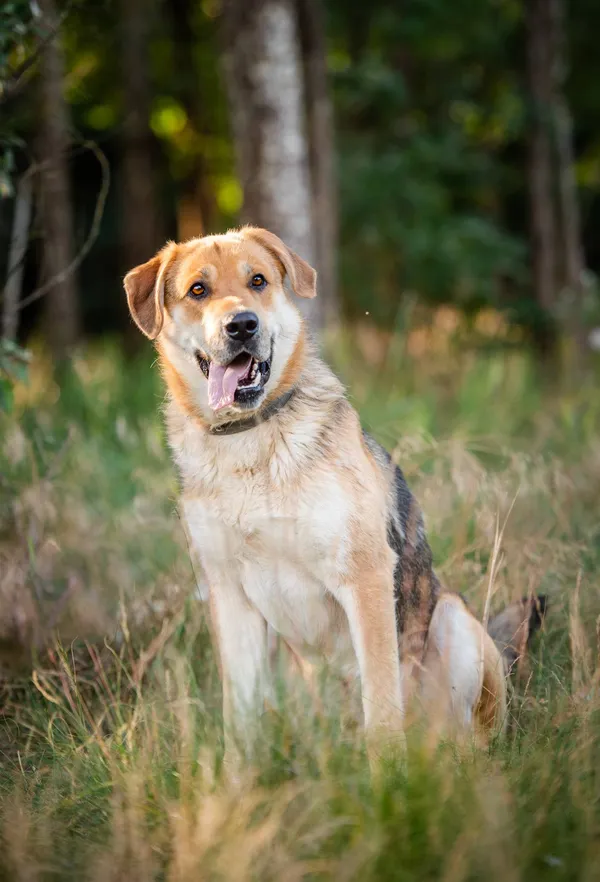 Oddam psa, Łowicz, Przedmieście, 26 lipca 2024 (2/5)