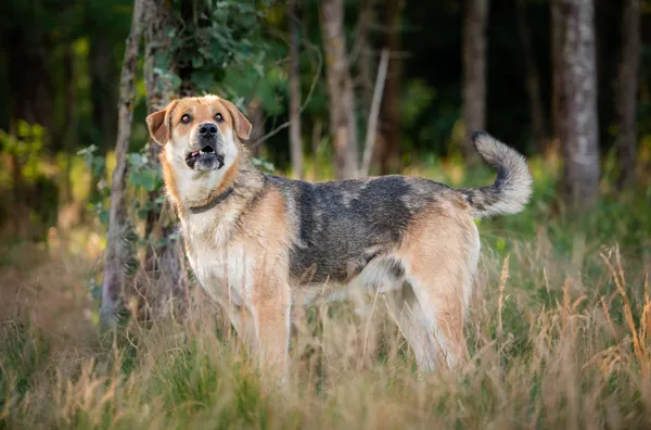 Oddam psa, Łowicz, Przedmieście, 26 lipca 2024 (4/5)