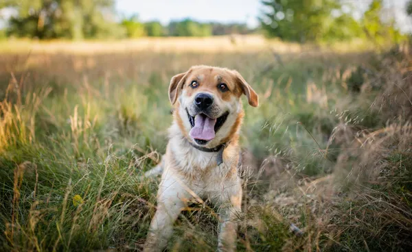 Oddam psa, Łowicz, Przedmieście, 26 lipca 2024 (5/5)