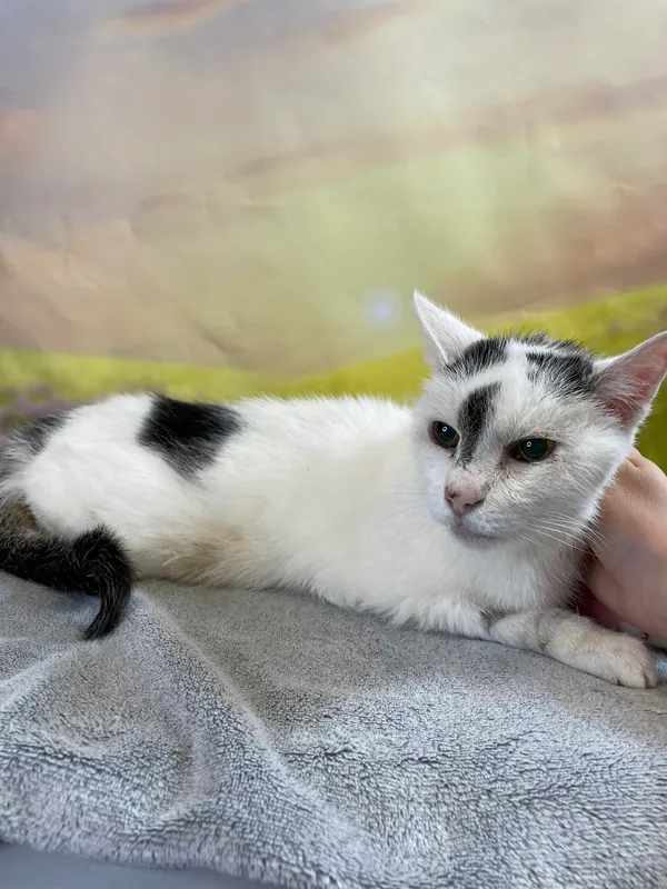 Kot do adopcji, Kielce, 26 lipca 2024