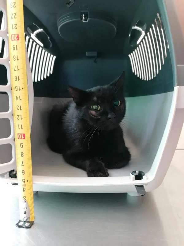 Kot do adopcji, Kielce, 26 lipca 2024