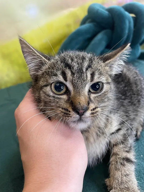 Kot do adopcji, Kielce, 26 lipca 2024