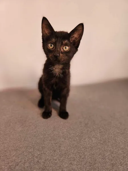 Kot do adopcji, Świdnica, 6 czerwca 2024 (2/2)