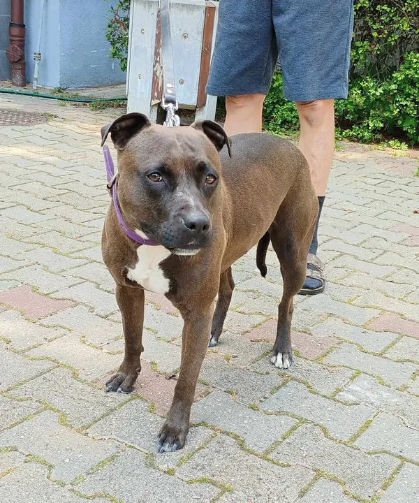 Pies do adopcji, Włocławek, 26 lipca 2024 (2/2)