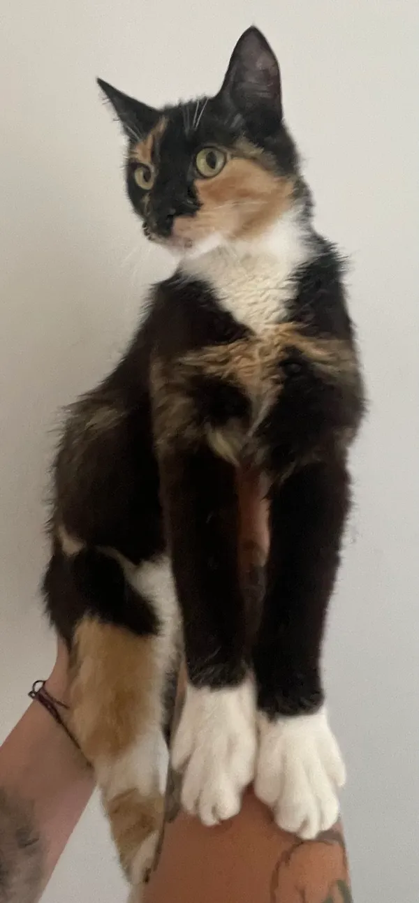 Znaleziono kota, Lublin, 26 lipca 2024