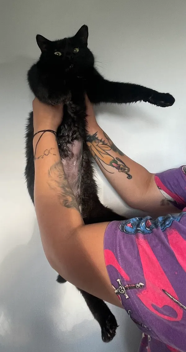 Znaleziono kota, Lublin, 26 lipca 2024