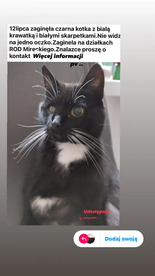 Zaginął kot, Łódź, 26 lipca 2024