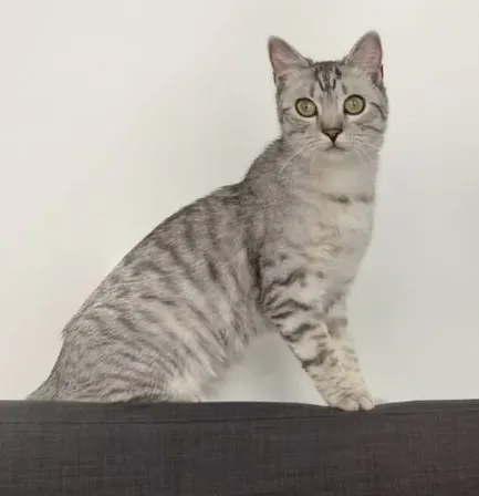 Zaginął kot, Łódź, 26 lipca 2024