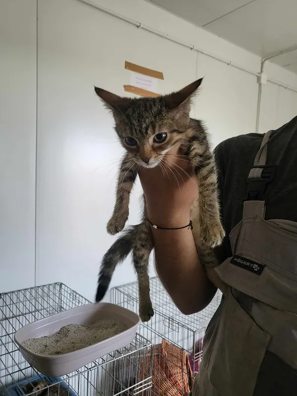 Kot do adopcji, Orzechowce, 25 lipca 2024