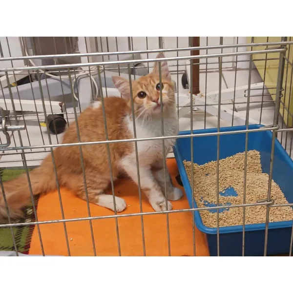 Znaleziono kota, Białystok, 25 lipca 2024