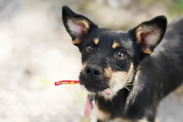 Pies do adopcji, Nowodwór, 26 lipca 2024 (1/5)