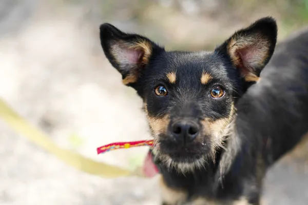 Pies do adopcji, Nowodwór, 26 lipca 2024 (2/5)