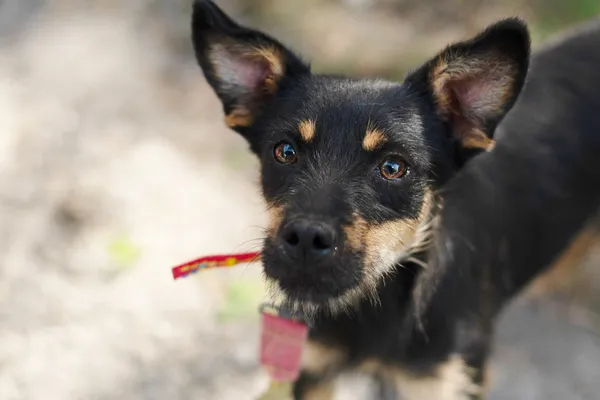 Pies do adopcji, Nowodwór, 26 lipca 2024 (3/5)