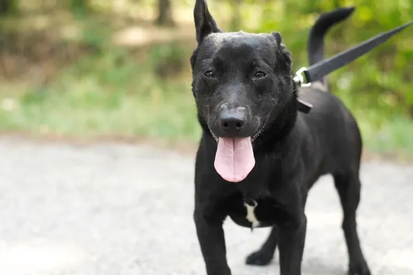 Pies do adopcji, Nowodwór, 26 lipca 2024 (5/5)