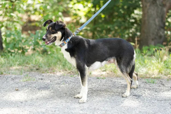 Pies do adopcji, Nowodwór, 26 lipca 2024 (2/5)