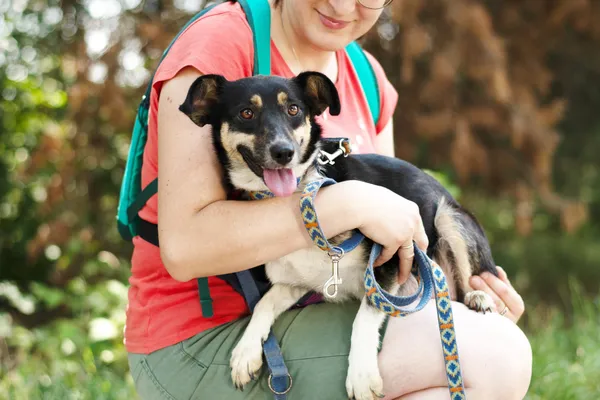 Pies do adopcji, Nowodwór, 26 lipca 2024 (3/5)