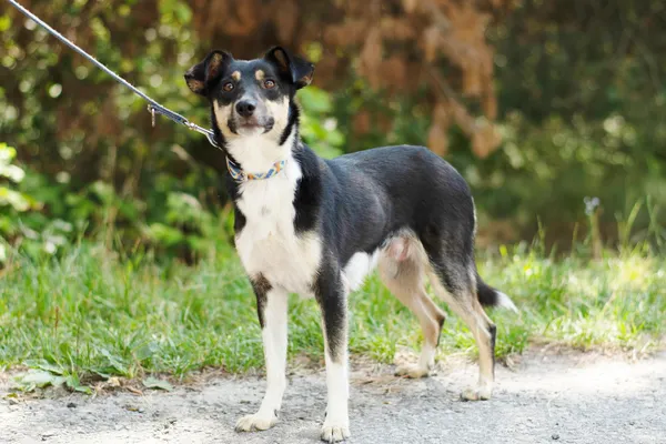 Pies do adopcji, Nowodwór, 26 lipca 2024 (5/5)