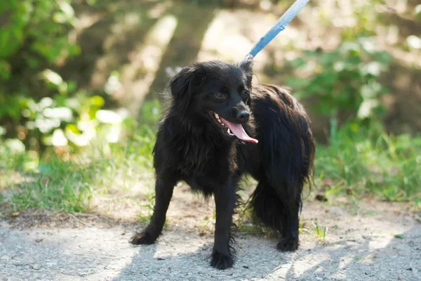 Pies do adopcji, Nowodwór, 26 lipca 2024 (1/5)