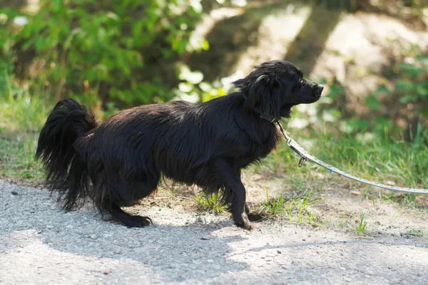 Pies do adopcji, Nowodwór, 26 lipca 2024 (5/5)