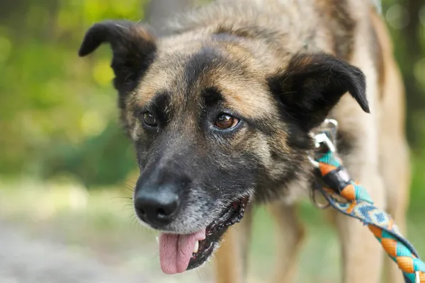 Pies do adopcji, Nowodwór, 26 lipca 2024 (3/5)