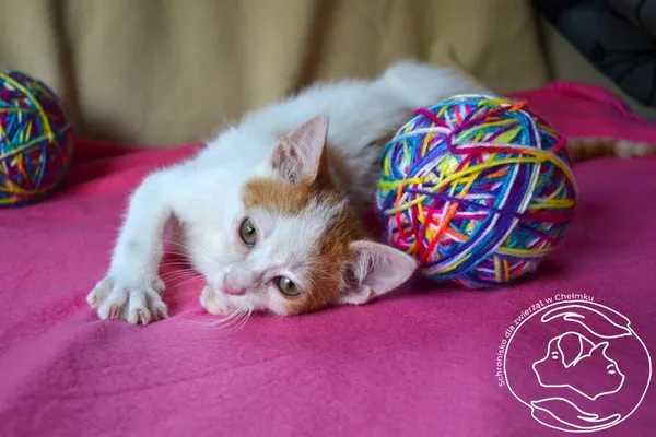 Znaleziono kota, Chełmek, 25 lipca 2024