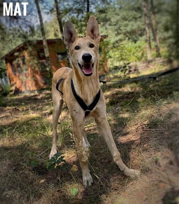 Pies do adopcji, Rytlów, 26 lipca 2024