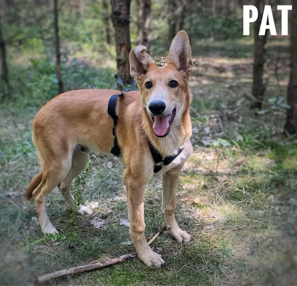 Pies do adopcji, Rytlów, 26 lipca 2024