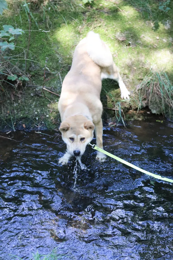 Pies do adopcji, Dłużyna Górna, 26 lipca 2024 (2/5)