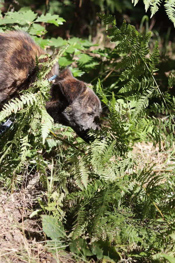 Pies do adopcji, Dłużyna Górna, 26 lipca 2024 (5/5)