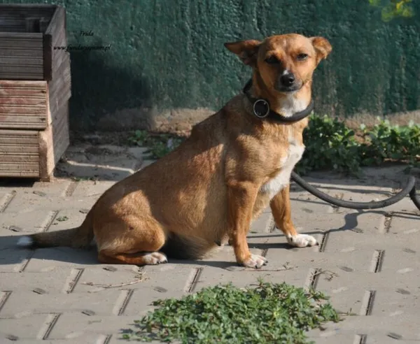 Pies do adopcji, Nowy Dwór Mazowiecki, 26 lipca 2024 (3/5)