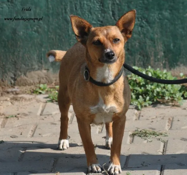 Pies do adopcji, Nowy Dwór Mazowiecki, 26 lipca 2024 (5/5)