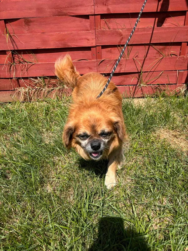 Znaleziono psa, Czartki, 26 lipca 2024