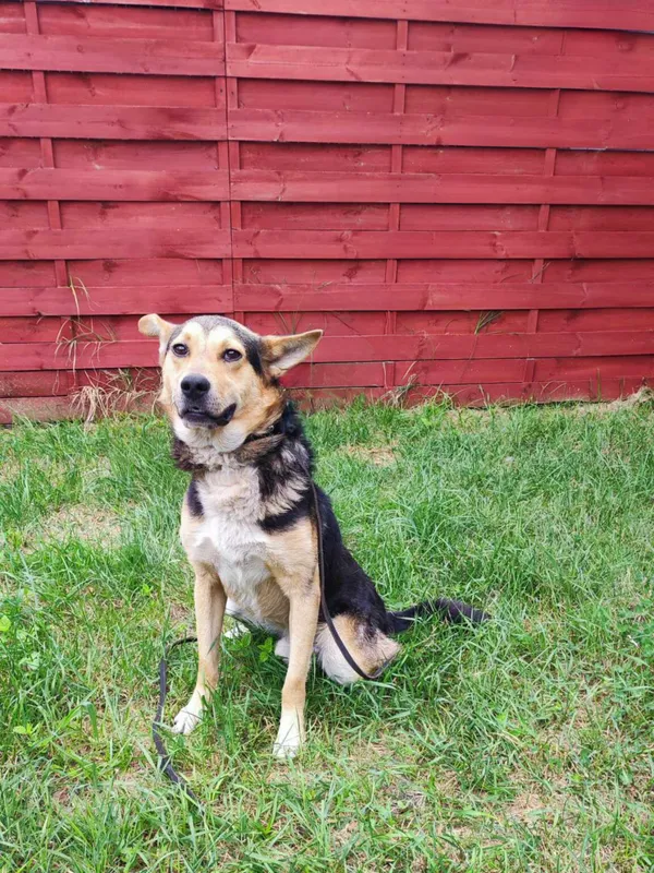 Znaleziono psa, Czartki, 26 lipca 2024