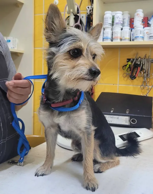 Znaleziono psa, Łódź, 26 lipca 2024 (1/2)