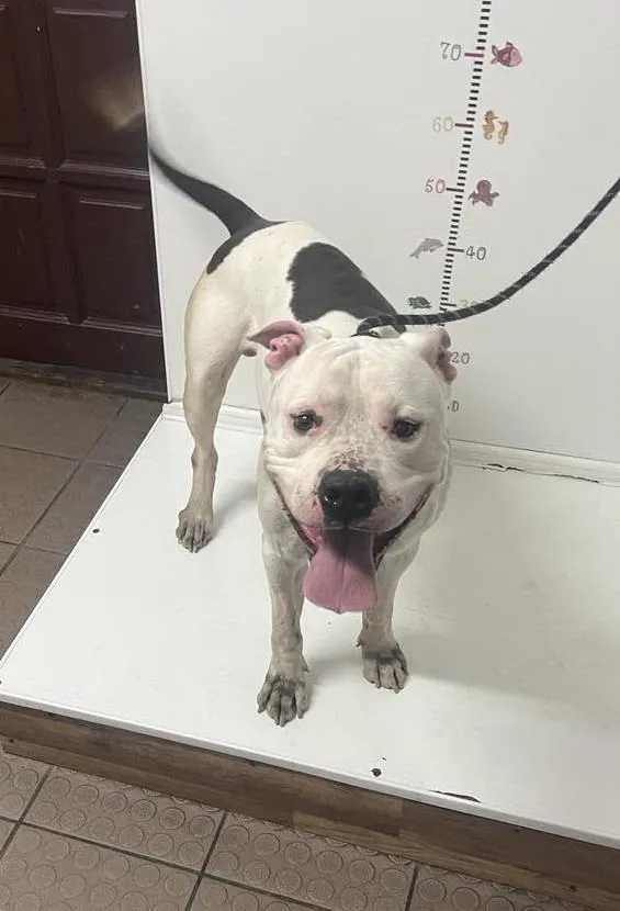 Znaleziono psa, Bytom, 27 lipca 2024