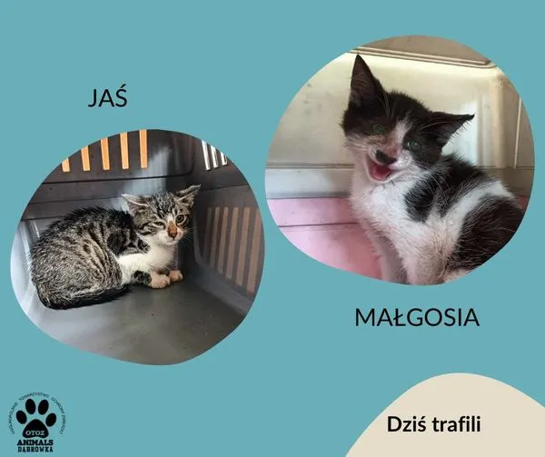 Znaleziono kota, Dąbrówka, 25 lipca 2024 (1/2)