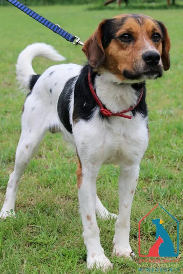 Pies do adopcji, Węgrowo, 2 lipca 2024