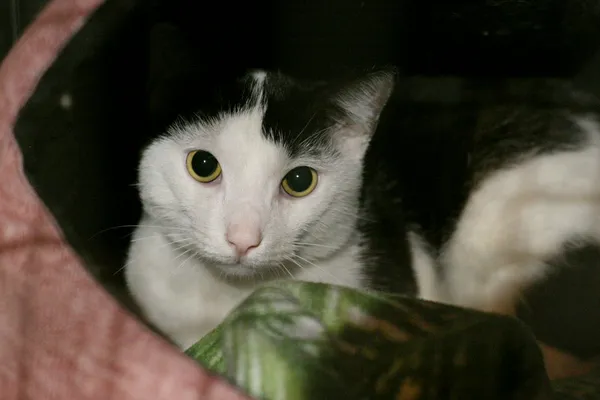 Znaleziono kota, Wałbrzych, 18 lipca 2024 (1/2)