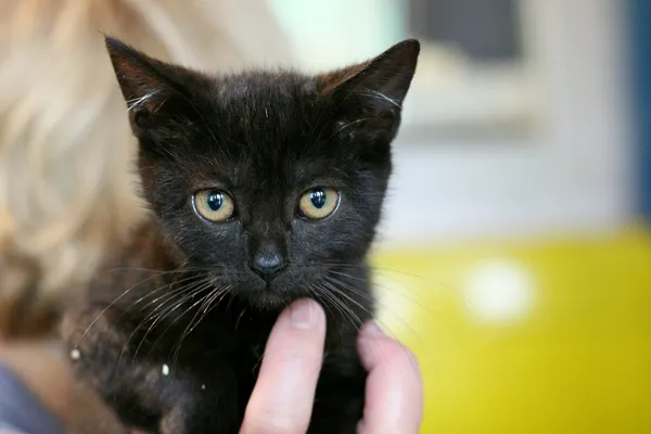 Znaleziono kota, Wałbrzych, 18 lipca 2024