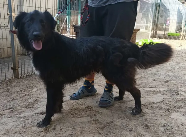 Znaleziono psa, Pieckowo, 22 lipca 2024 (2/2)